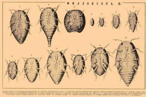 Філокувальна виноградна виноградна виноградна виноградна виноградна Філокувальна виноградна виноградна виноградна виноградна виноградна